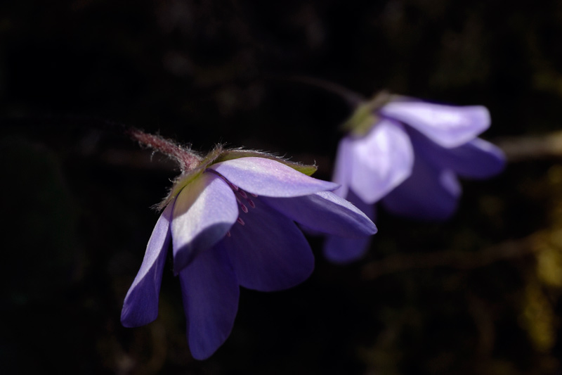 Anemone-hepatica-2.jpg