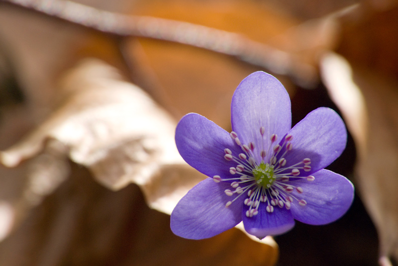 Anemone-hepatica-1.jpg