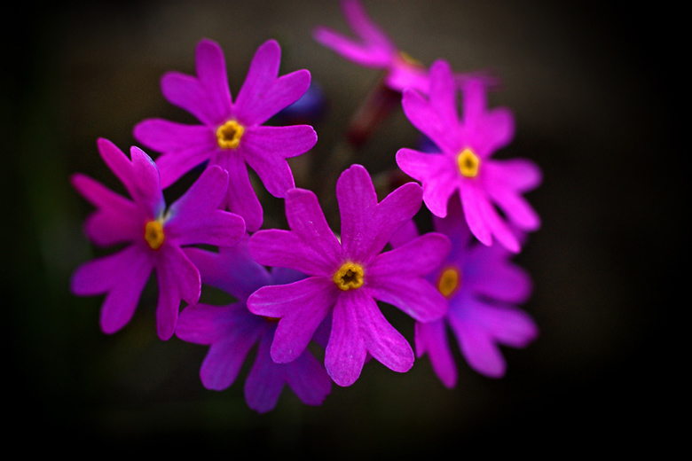 Primula farinosa (2).JPG