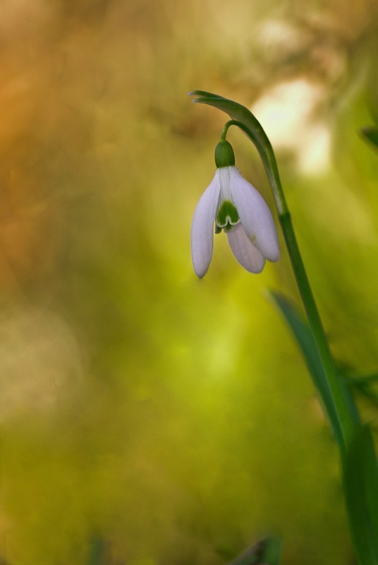perce neige.jpg