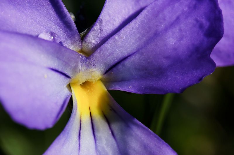 Violette.jpg