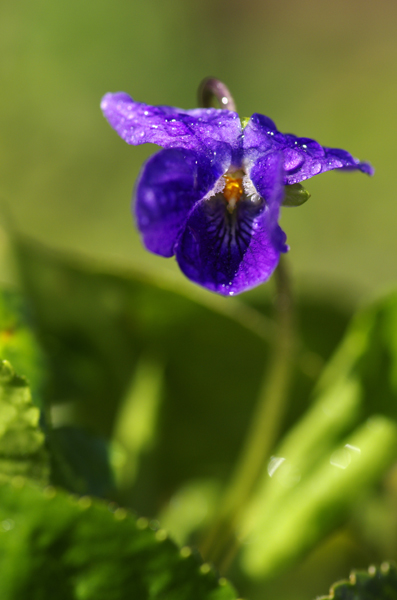 120312  Printemps réduite 3.jpg