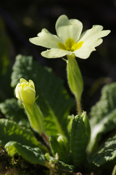 120313  Printemps réduite 1.jpg