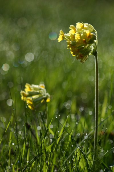 Primula veris.jpg