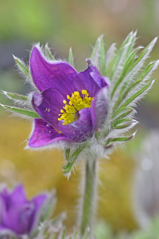 Anemone pulsatilla 5_modifié-2.jpg