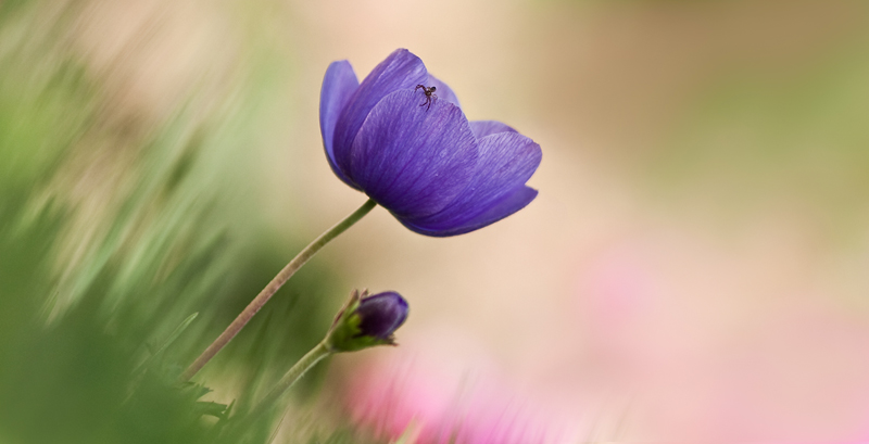 img-en-fleur3.jpg