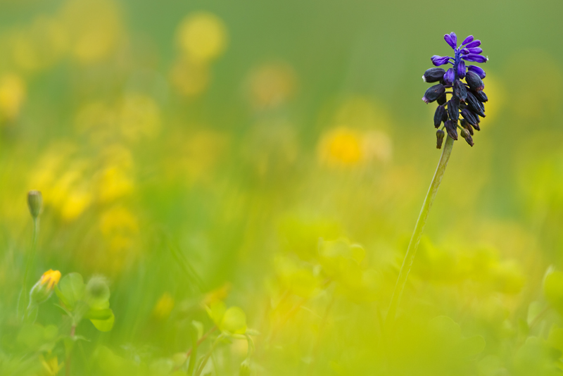 img-en-fleur2.jpg