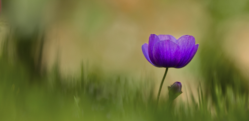 img-en-fleur1.jpg