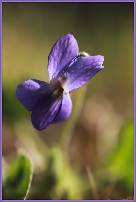 violette 1.jpg