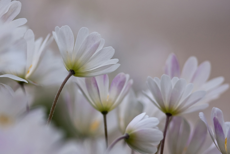 img-dj-fleur2.jpg