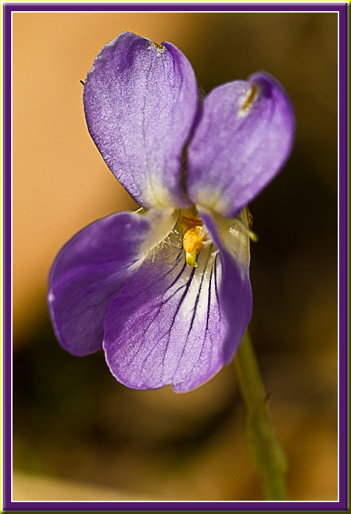 Violette2.jpg
