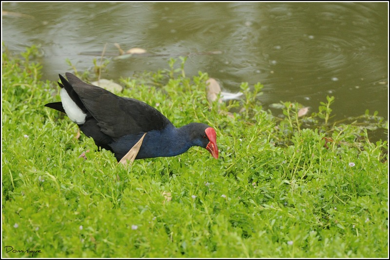 DSC_6581.JPG