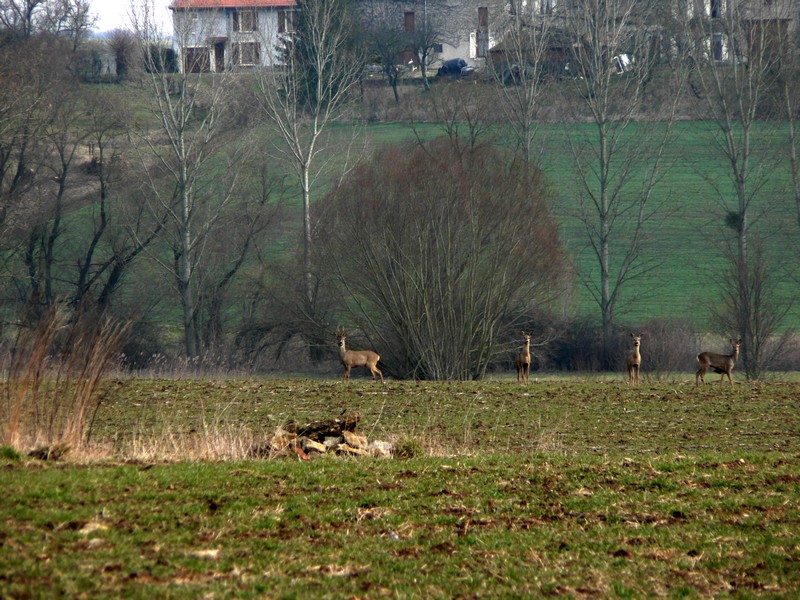 Copie de P1110104.JPG