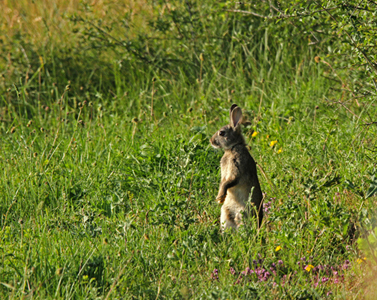 IMG_2507C.jpg