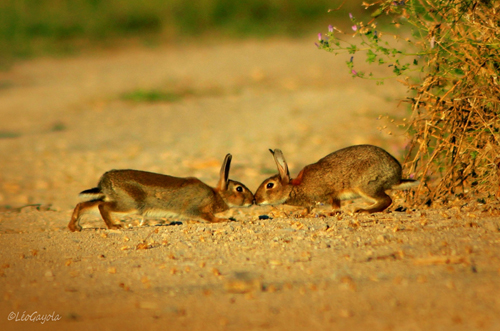 Oryctolagus cuniculus. (24).JPG