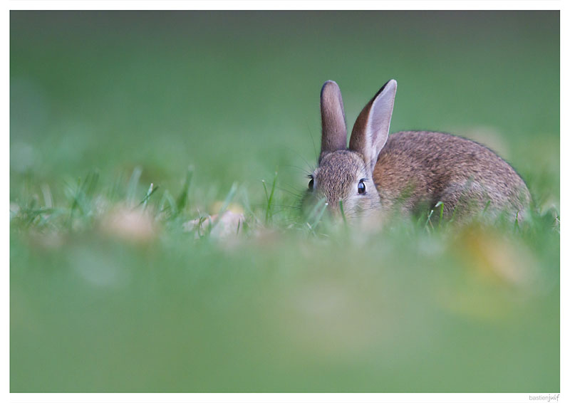 lapin07100008.jpg