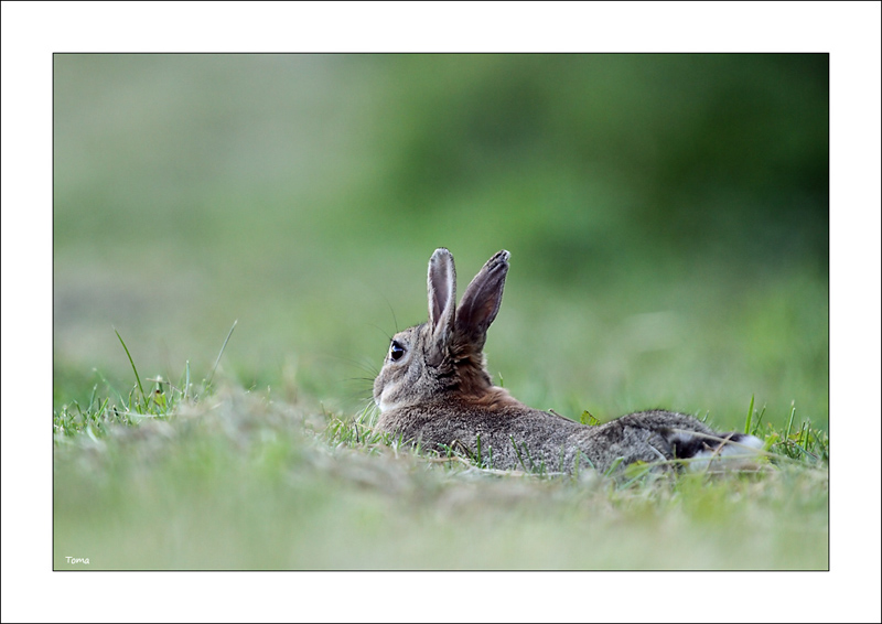 lapin23052011003copie.jpg
