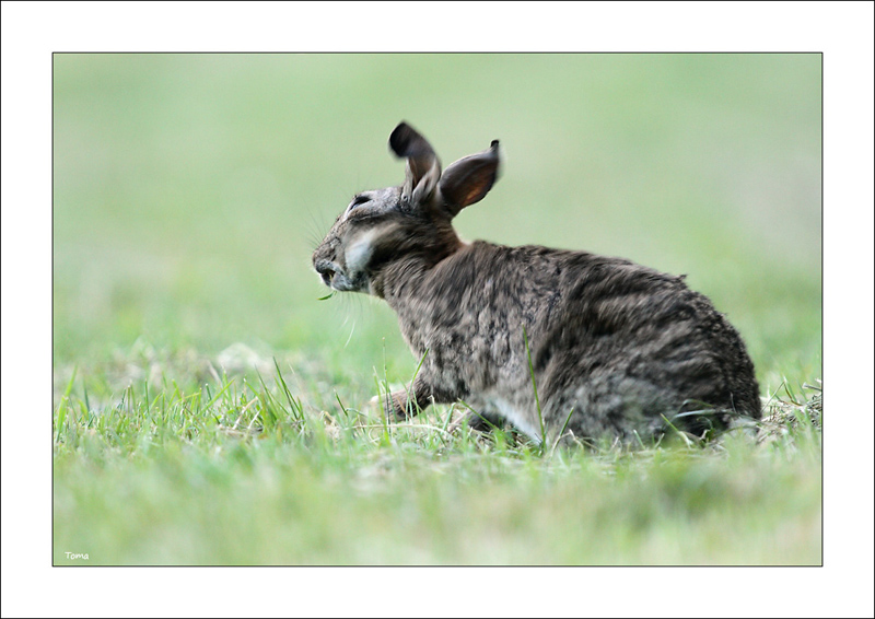 lapin23052011007copie.jpg