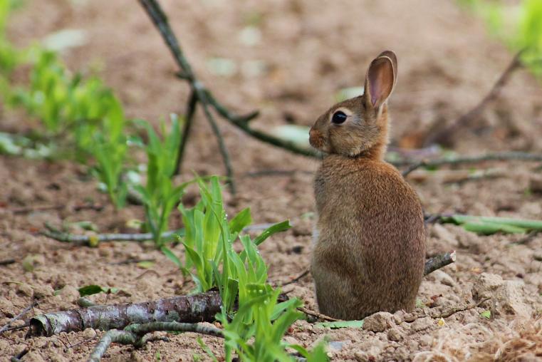 IMG_8945LAPIN.jpg