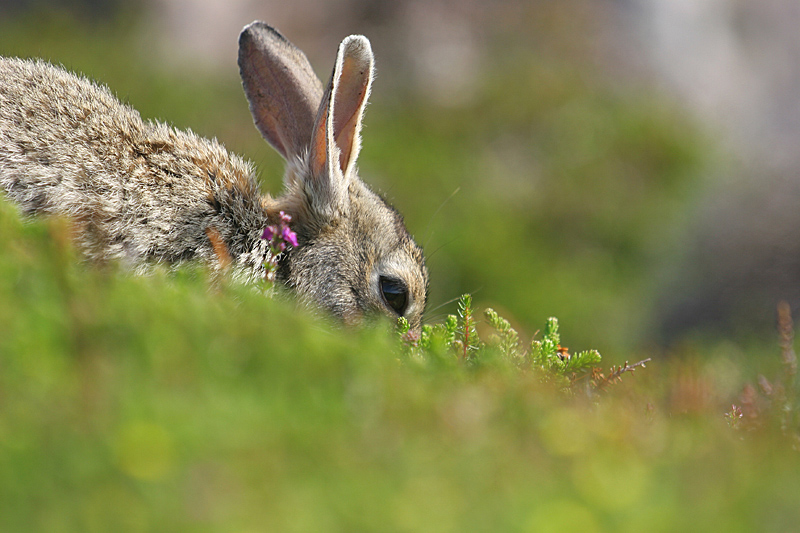 Lapin de garenne _1 copie.jpg