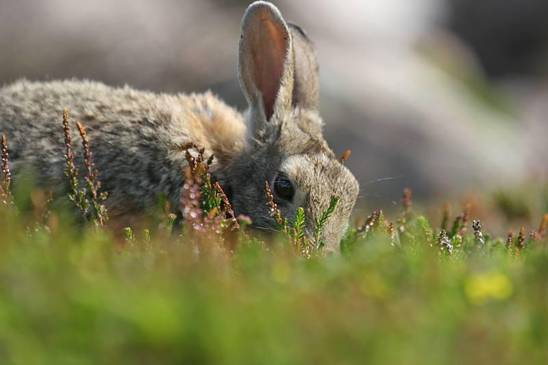 Lapin de garenne _2 copie.jpg