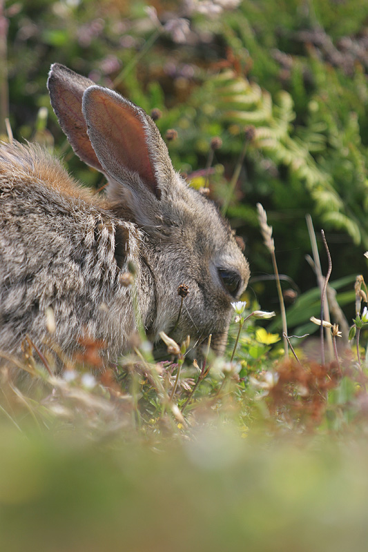 Lapin de garenne _4 copie.jpg