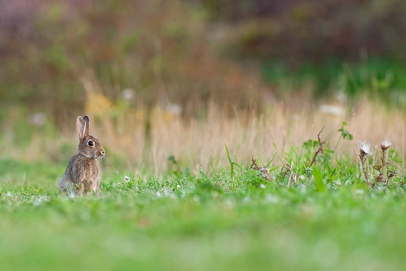 20110819-LAPIN_GOLF_CERGY-003.jpg