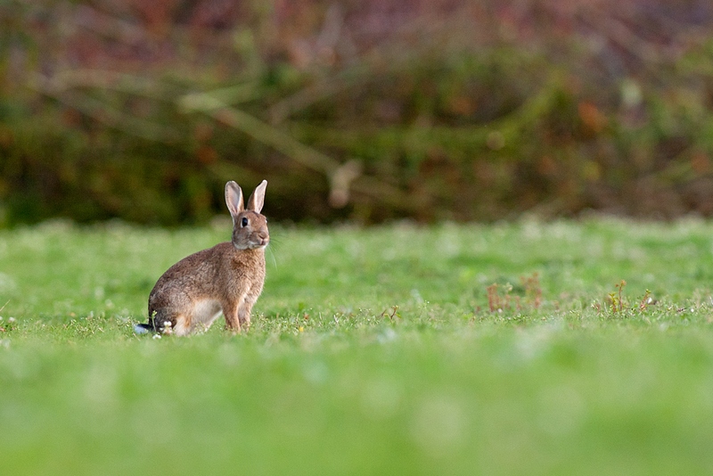 20110819-LAPIN_GOLF_CERGY-002.jpg