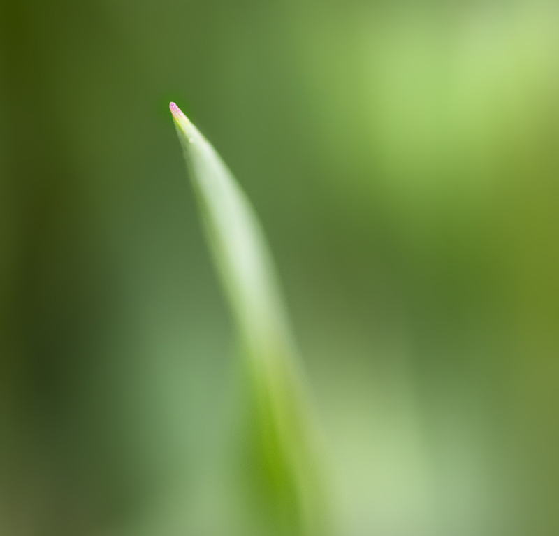 IGP2855ok.jpg