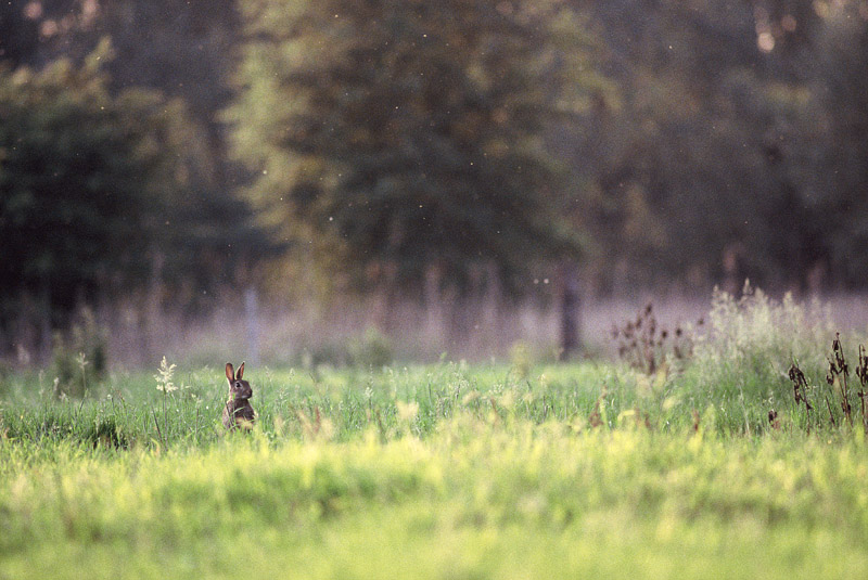 Lapin de garenne089.jpg