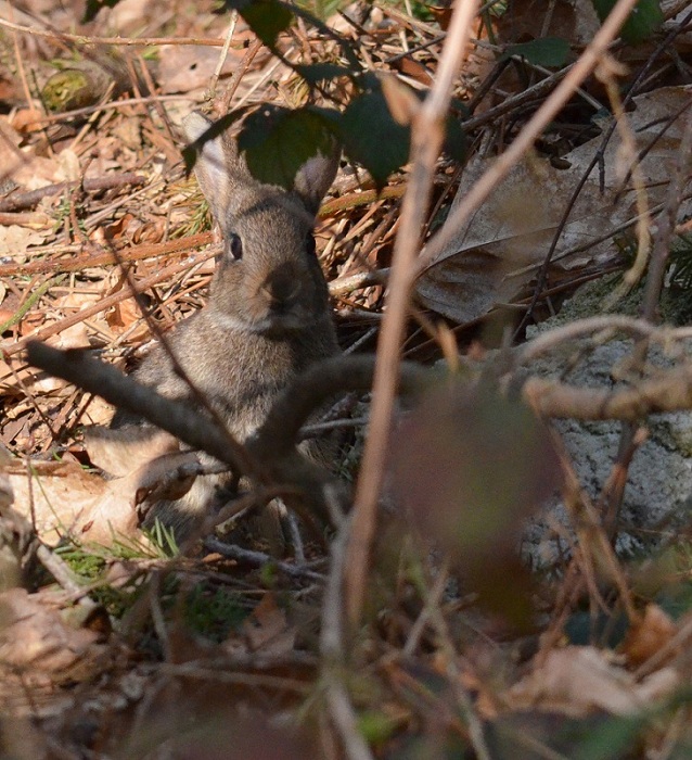 DSC_0046 copie.jpg