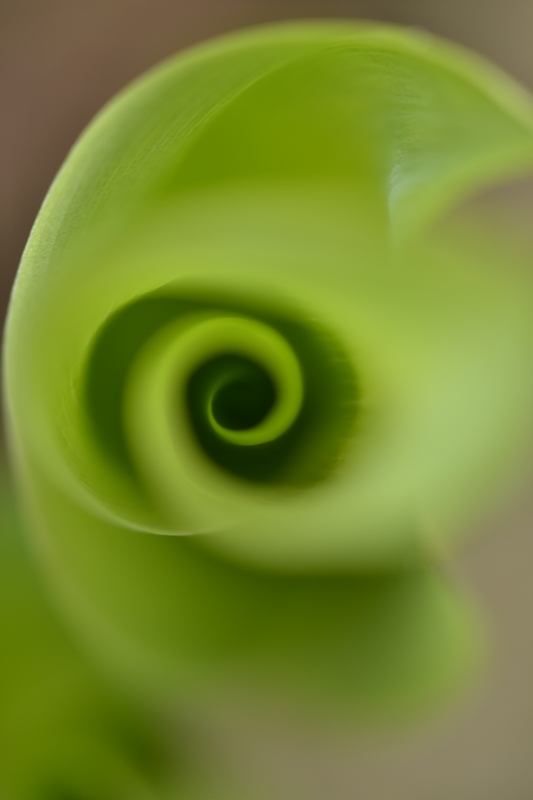 tornade verte 1.jpg
