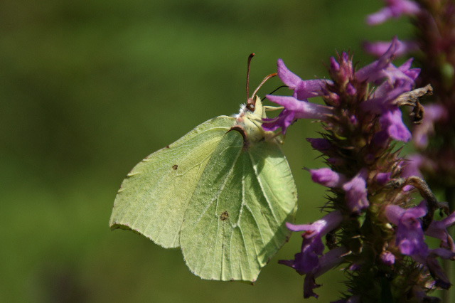 DSC00897_lr.jpg