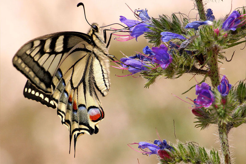 machaon et verveine.jpg.JPG
