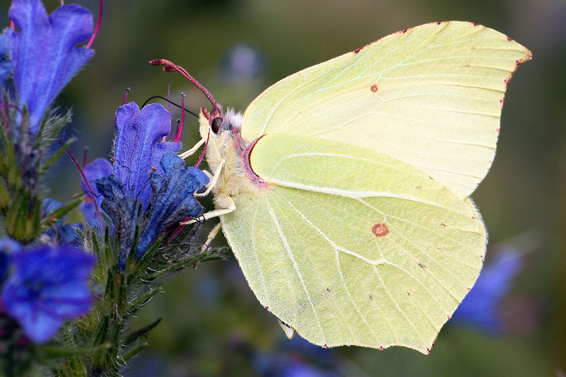 Copie de gonepteryx rhamni.JPG