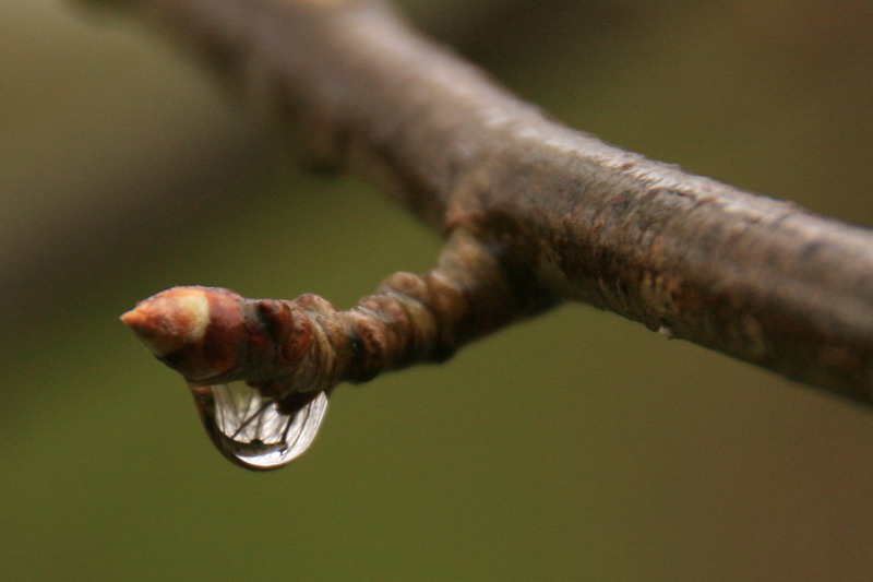 goutte.jpg