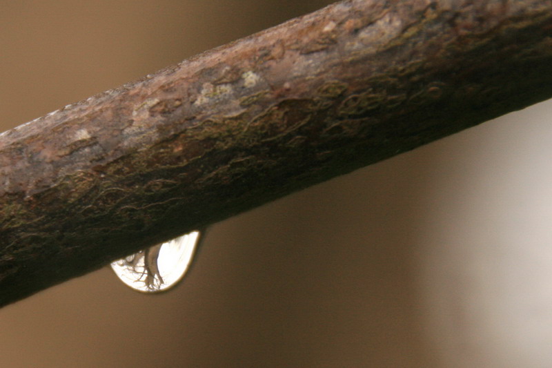 goutte 2.jpg