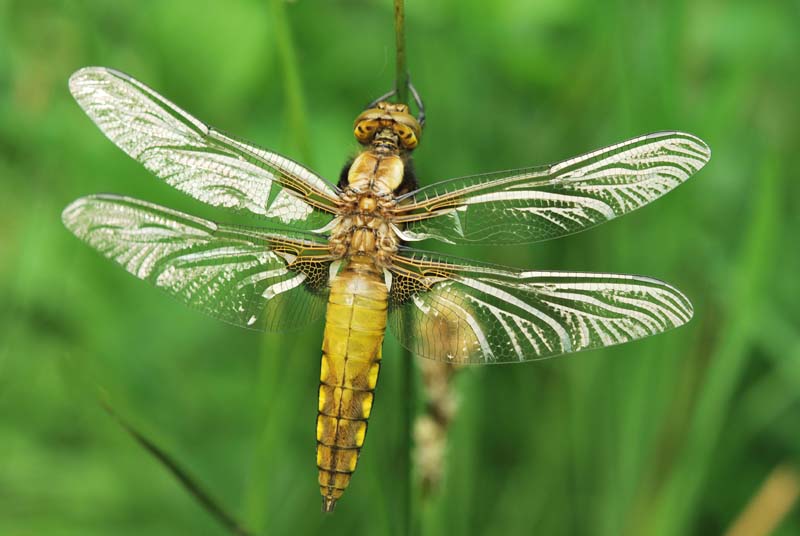 ailes d'argent.jpg