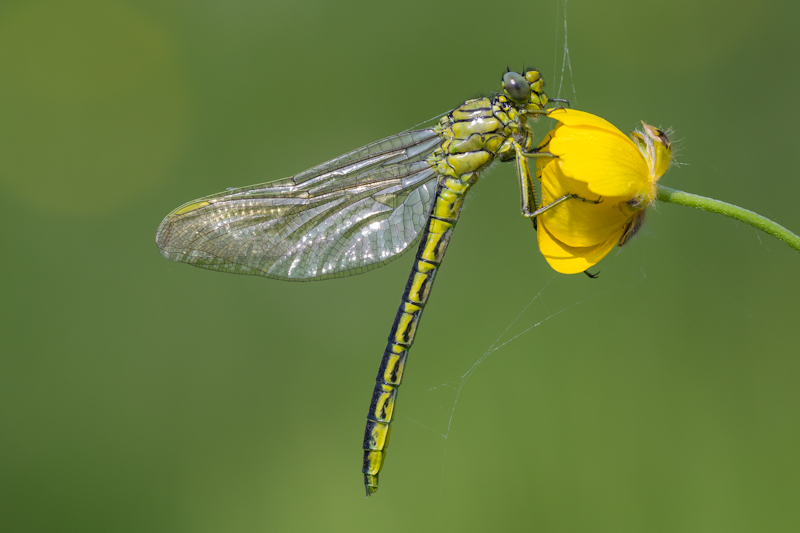 C-IMGP9416.jpg