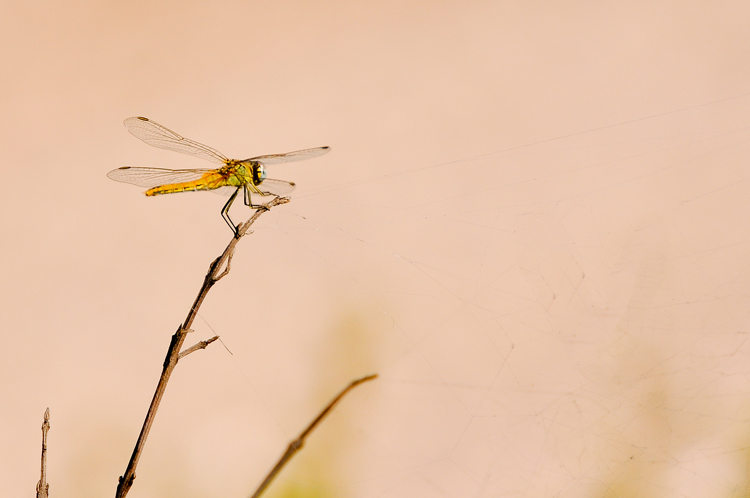 KP_DSC_2307.jpg