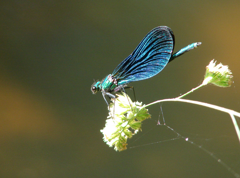 demoiselle male.JPG