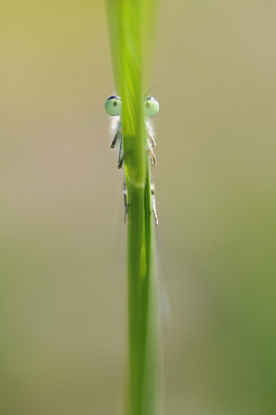 ANT_23718.jpg