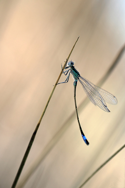 web_concours_agrion_lumière_douce.jpg