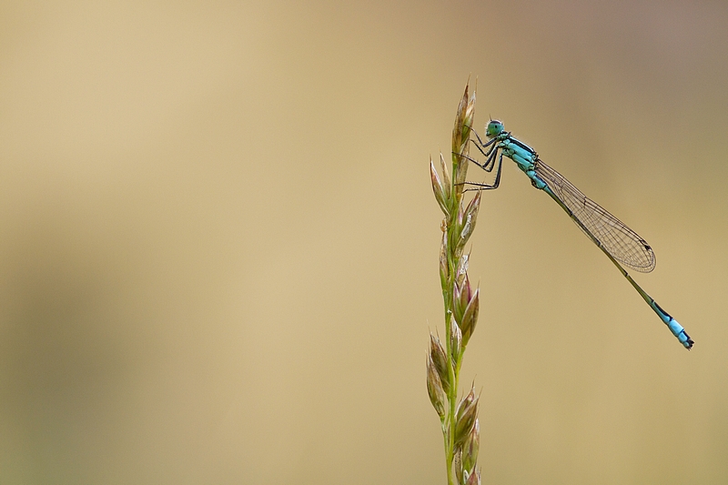 20110608 agrion élégant_6.JPG
