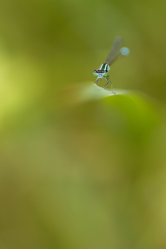 20110713 agrion_13.JPG