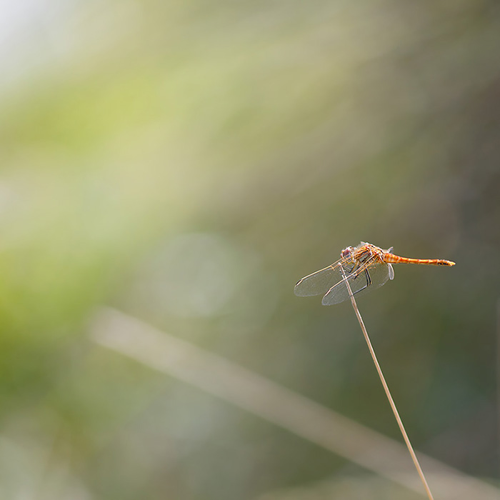 IMG_2529_DxO_700.jpg