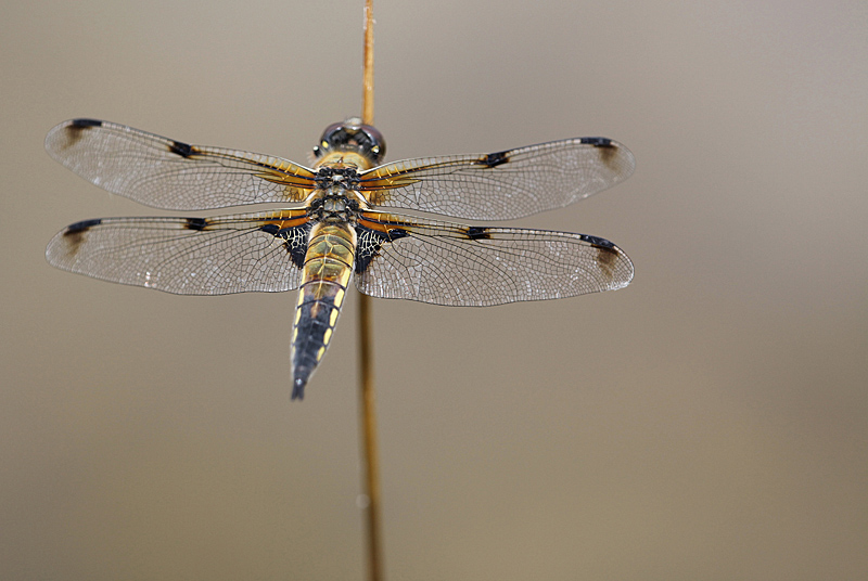 Libellula quadrimaculata 9 copie.jpg