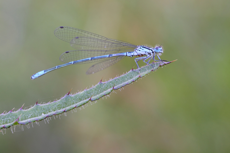 2012_05_Libellule1.jpg