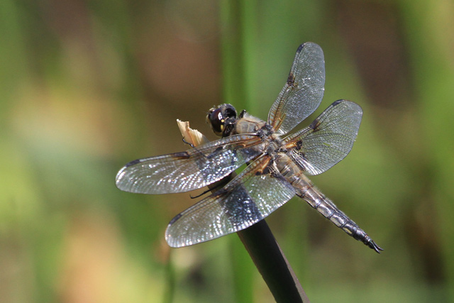 IMG_9308rweb.jpg