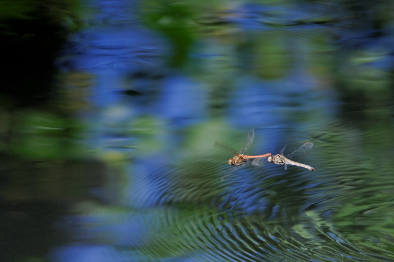 ondée à fleur d'eau.jpg